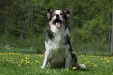 BORDER COLLIE 955